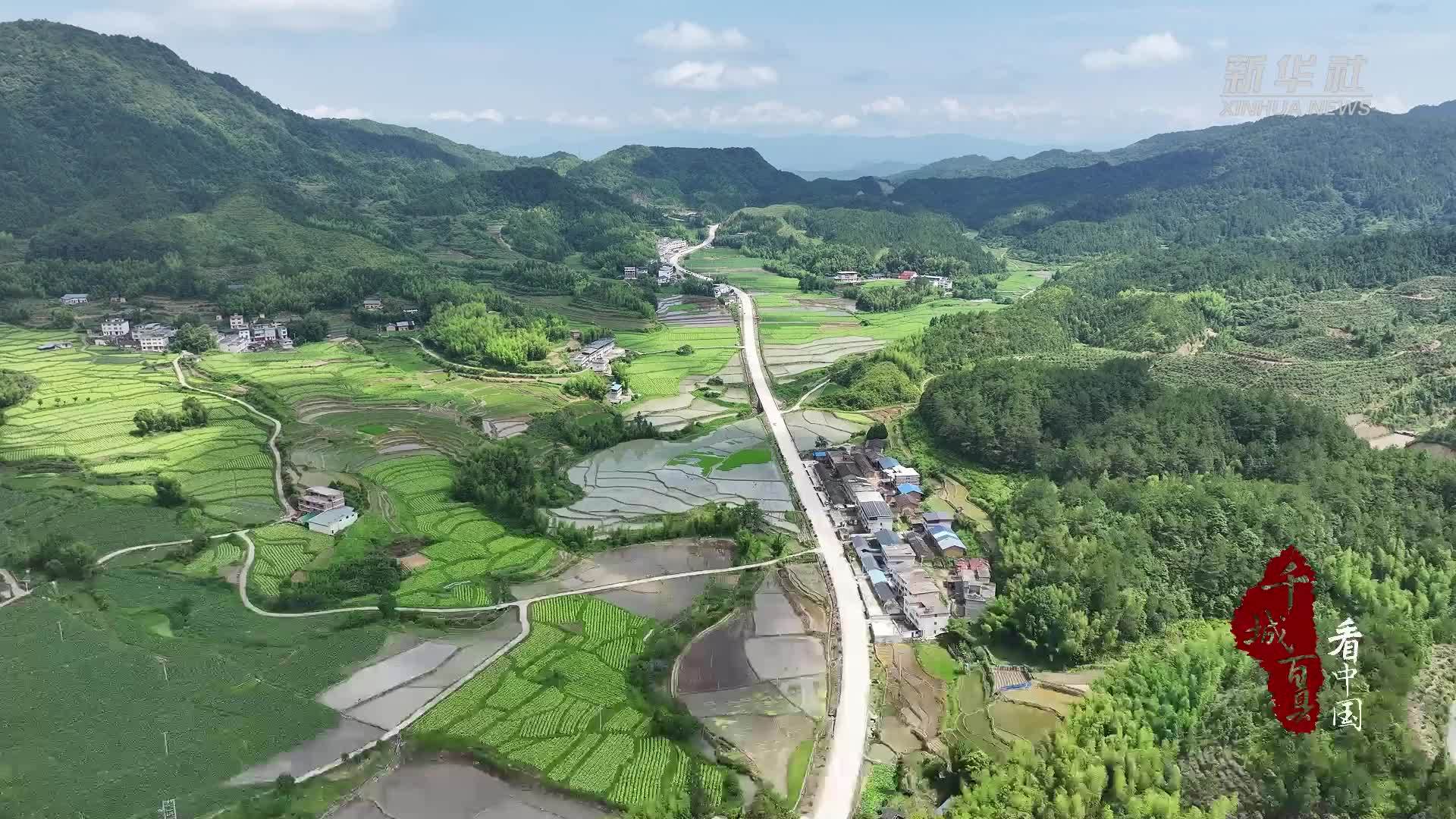 千城百县看中国｜福建宁化：水稻制种忙