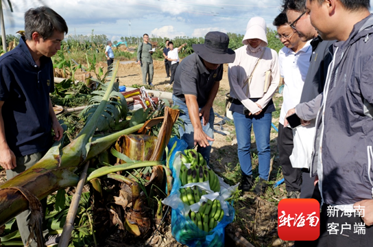 岗位专家实地了解香蕉受灾情况，并指导农户开展自救。受访者供图