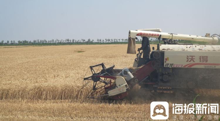 东营市垦利区永安镇盐碱地高产攻关田迎来麦收季。