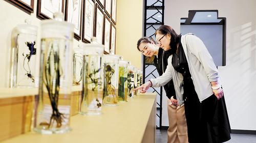 6月11日，游客在易县易水学派博物馆道地药材展区参观。