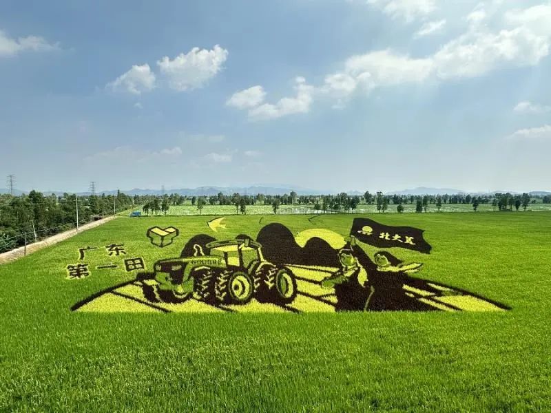 江门市实施江门“广东第一田”三年提升工程以来，引入北大荒等种粮“国家队”，努力打造全国种粮示范田 陈敏锐 摄