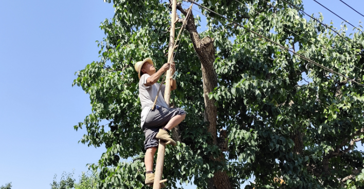 果农魏至玉脚蹬蜈蚣梯打理自家的百年梨树