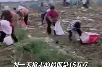 宿州一地数百村民连日哄抢农场土豆，承包商：日损失超十万斤