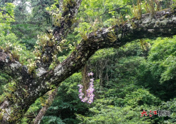 惊艳！井冈山保护区发现“中华神草”同树共舞