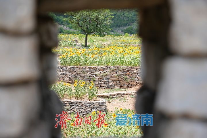千年雄关花海盛放，古长城焕发新生机
