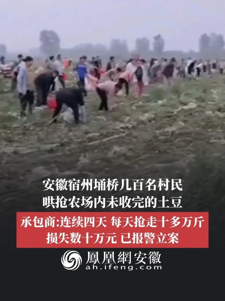 #凤观NEWS  6月15日消息，安徽宿州埇桥几百名村民哄抢农场内未收完的土豆，承包商：连续四天，每天抢走十多万斤，损失数十万元，已报警立案。#农场 #土豆 #哄抢