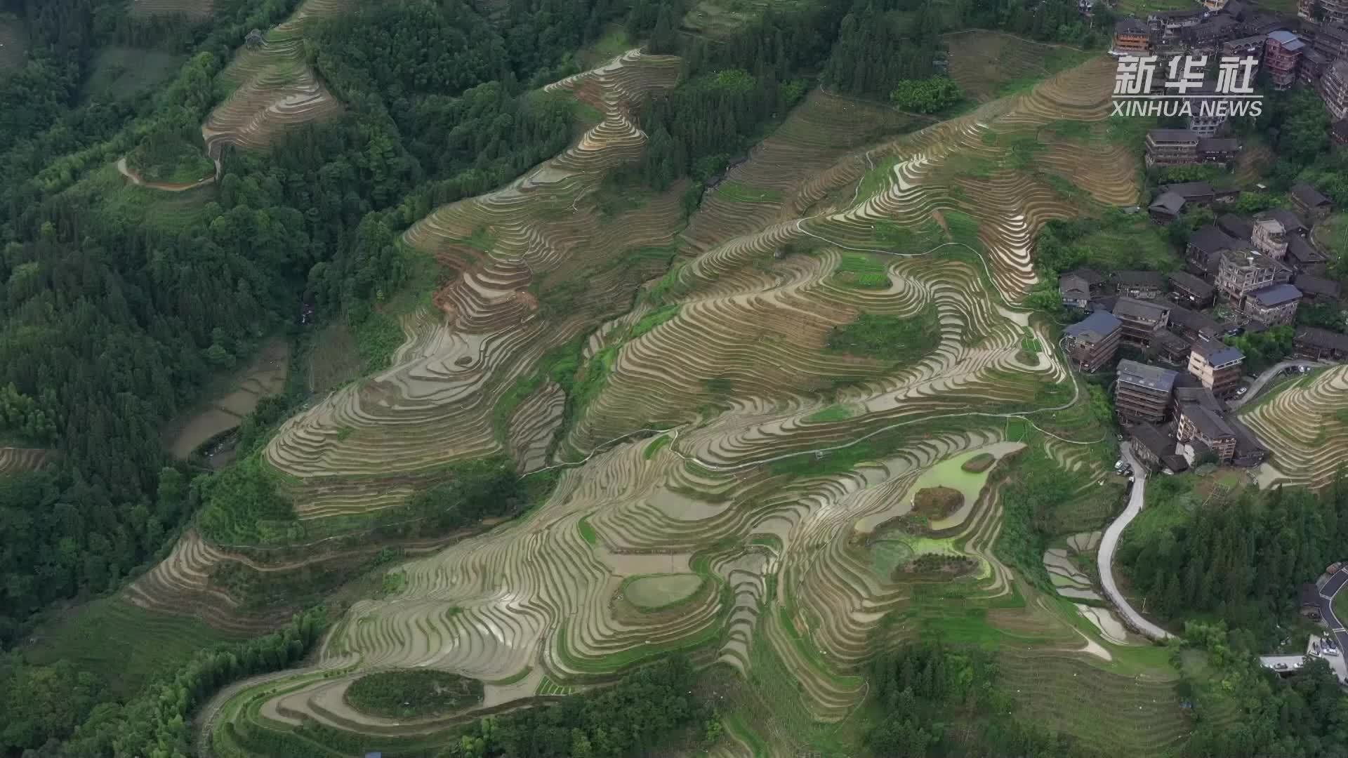 广西龙胜：龙脊梯田“梳秧节”展示千年农耕文化