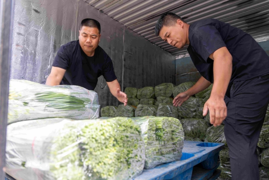 一车车韭苔装车运往外地。刘文杰 摄