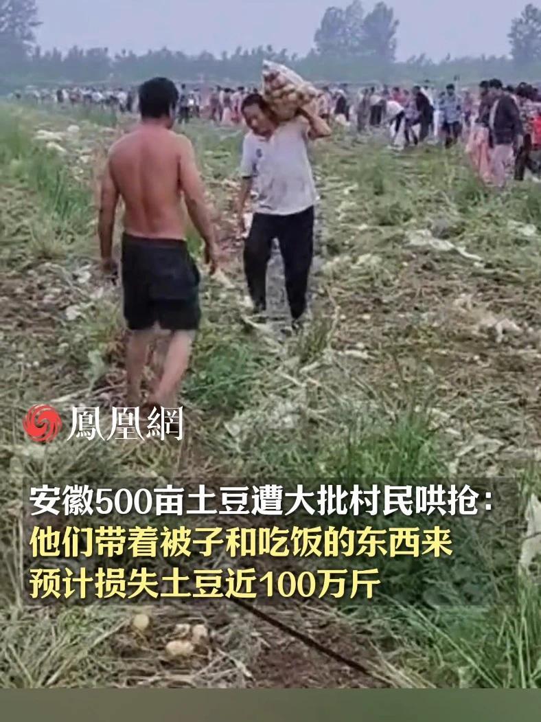 安徽500亩土豆遭大批村民哄抢：他们带着被子和吃饭的东西来，预计损失土豆近100万斤，安徽宿州警方对该事件已立案调查 #安徽  #宿州  #警察  #土豆  #社会