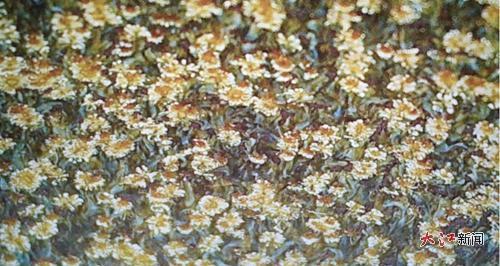 显微镜下盏中竟绽开一片花海