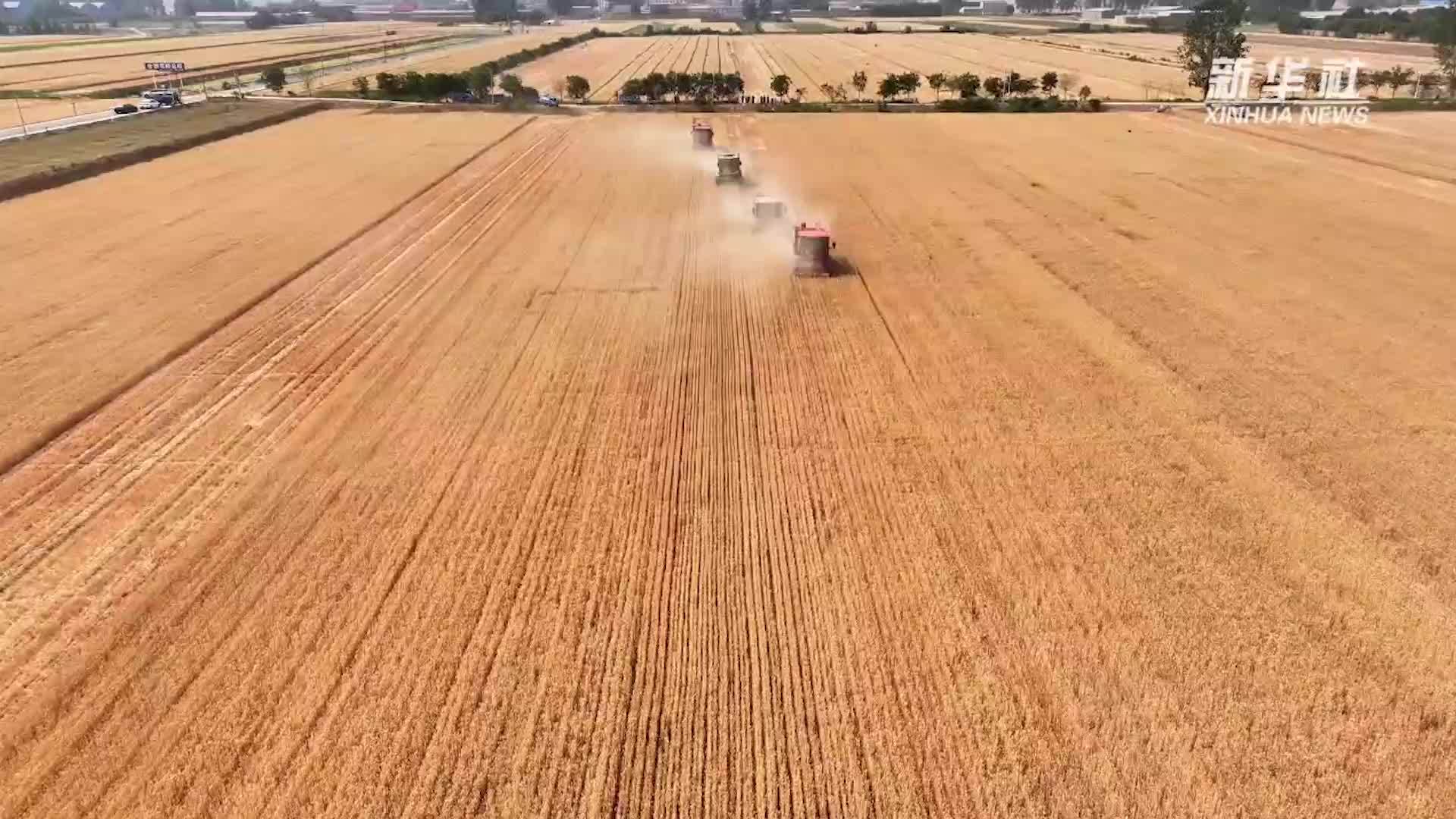千城胜景｜河北安国：麦浪翻金穗飘香 沃野奏响“丰收曲”