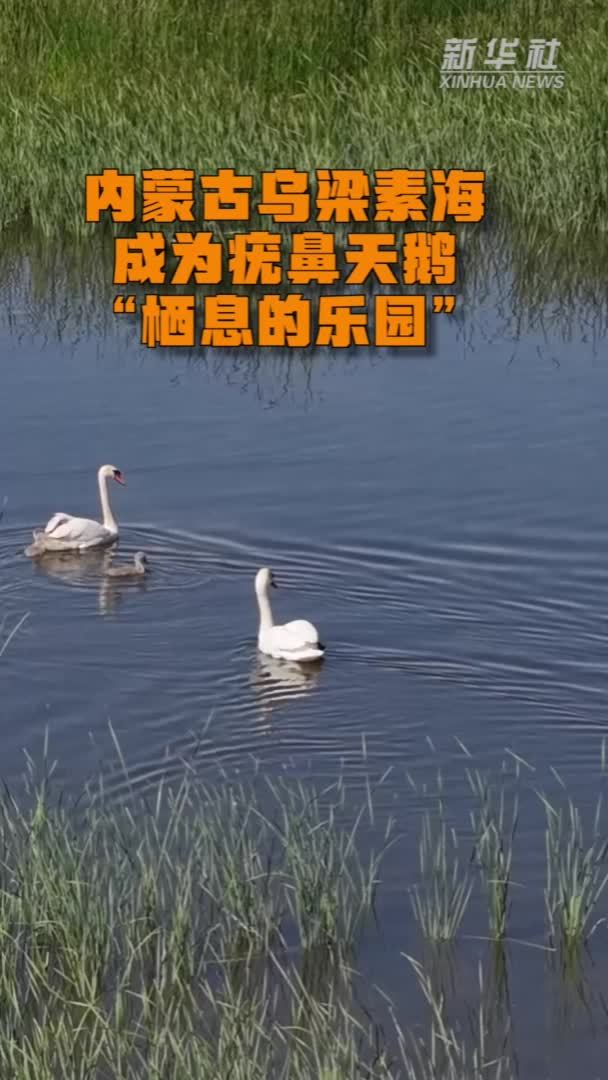 内蒙古乌梁素海成为疣鼻天鹅“栖息的乐园”