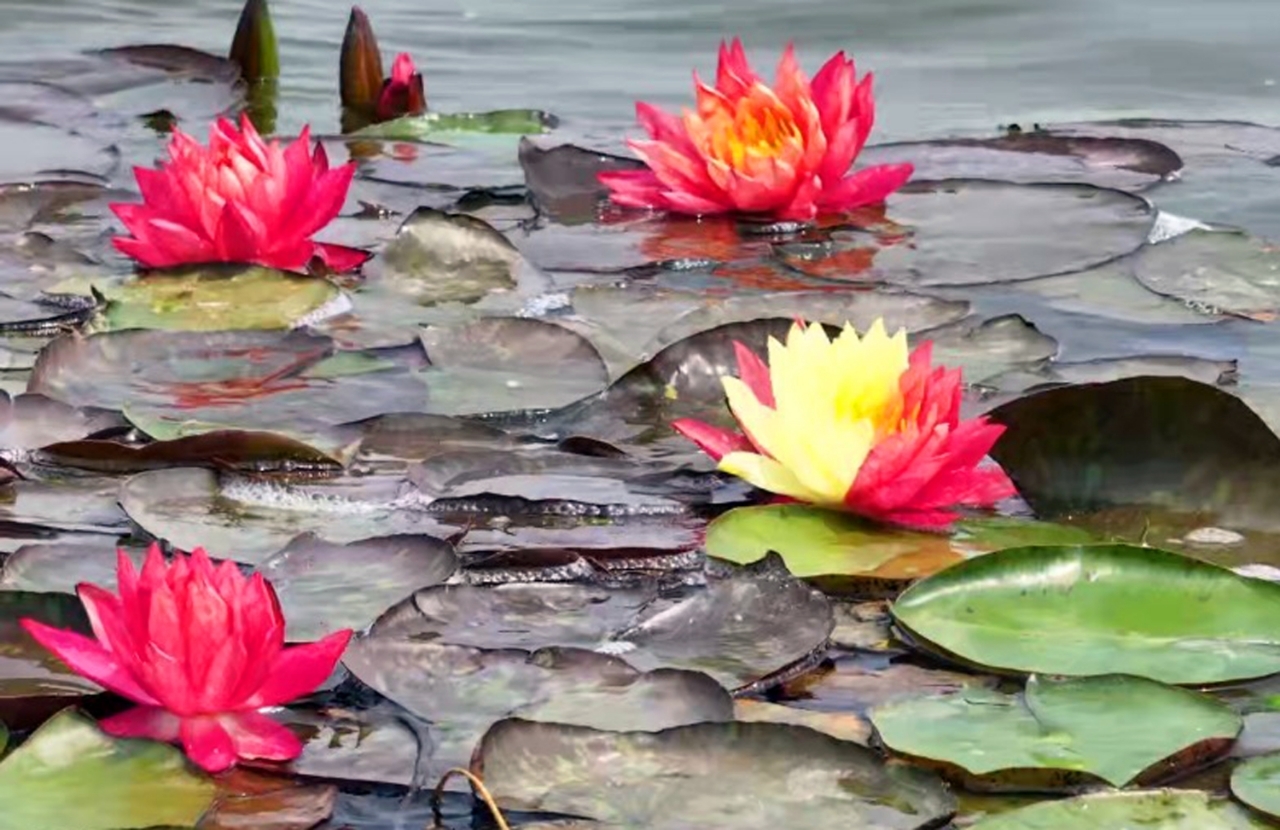 衡水湖荷花园睡莲绽放多彩花朵点亮夏日美景