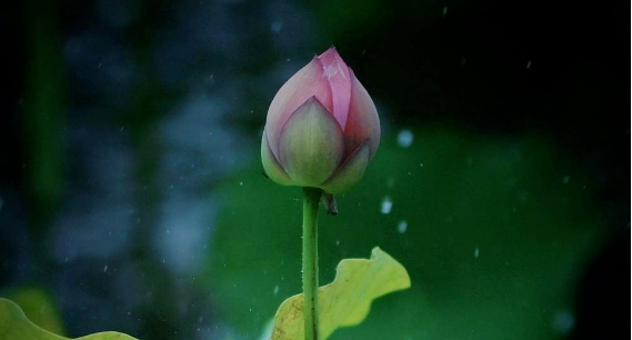 雨落泉城 大明湖荷花别样娇