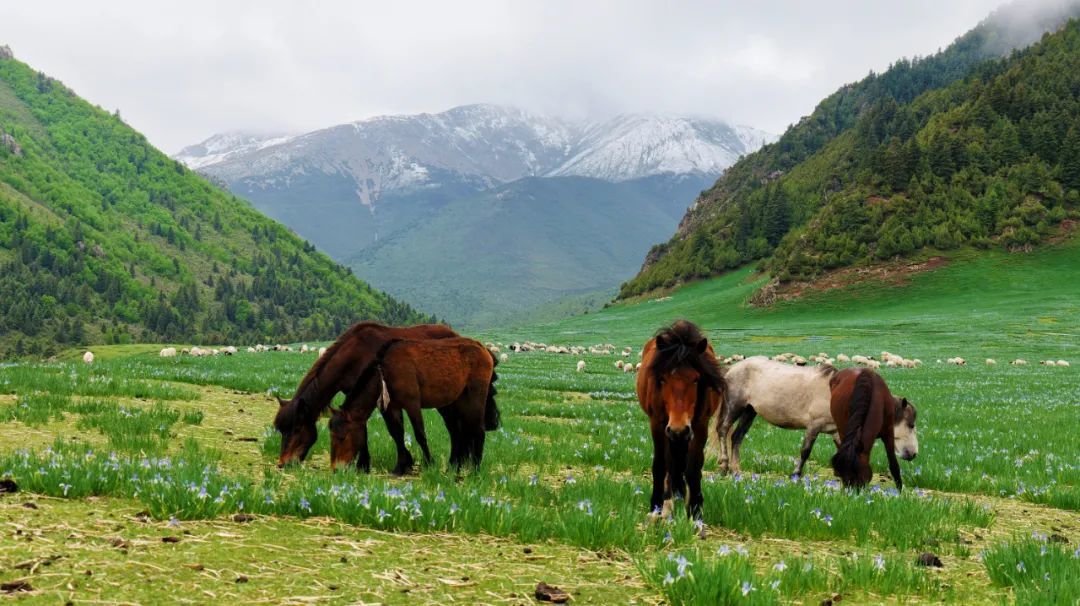 祁连山下的清凉秘境 避暑拍照两不误