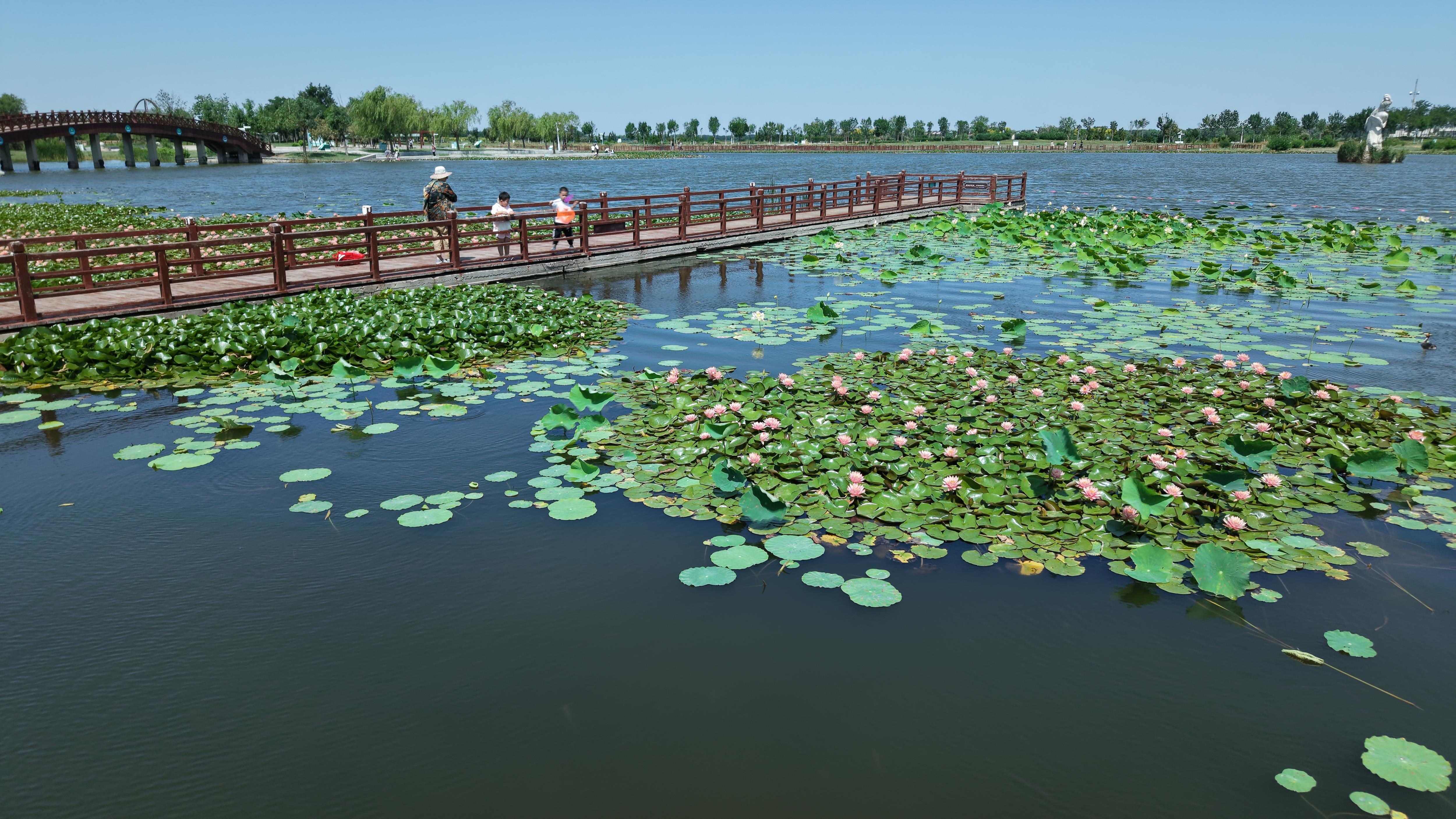 衡水湖荷花园睡莲绽放多彩花朵点亮夏日美景