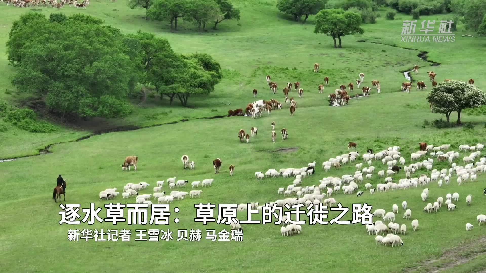 逐水草而居：草原上的迁徙之路