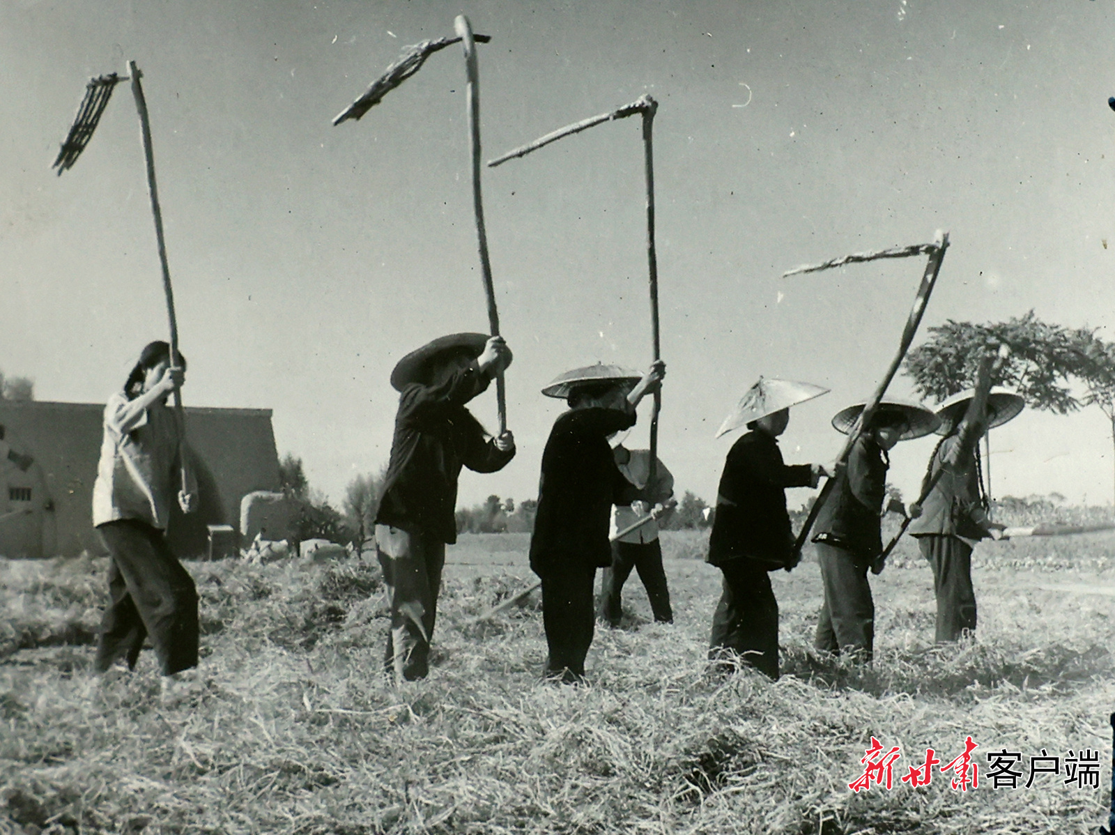 1962年，宁县平子公社组织劳力收割早熟作物。甘肃日报记者　韩正杰