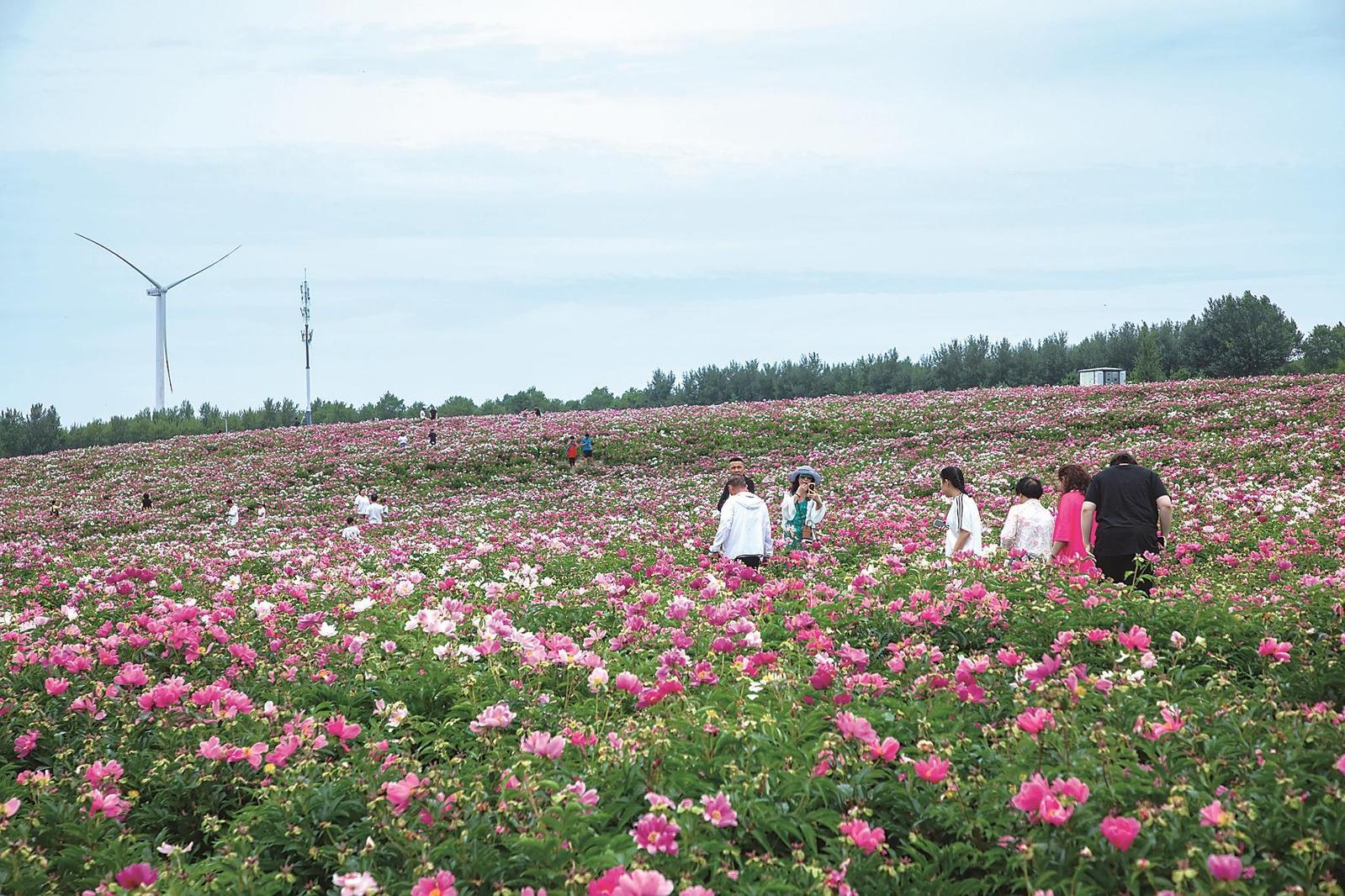连日来，吉林查干湖景区的东山花海迎来了绚烂的时刻。无边无际的芍药花竞相绽放，粉如云霞、白似初雪的花瓣在微风中轻轻摇曳，吸引了众多游客前来避暑消夏，拍照留念。