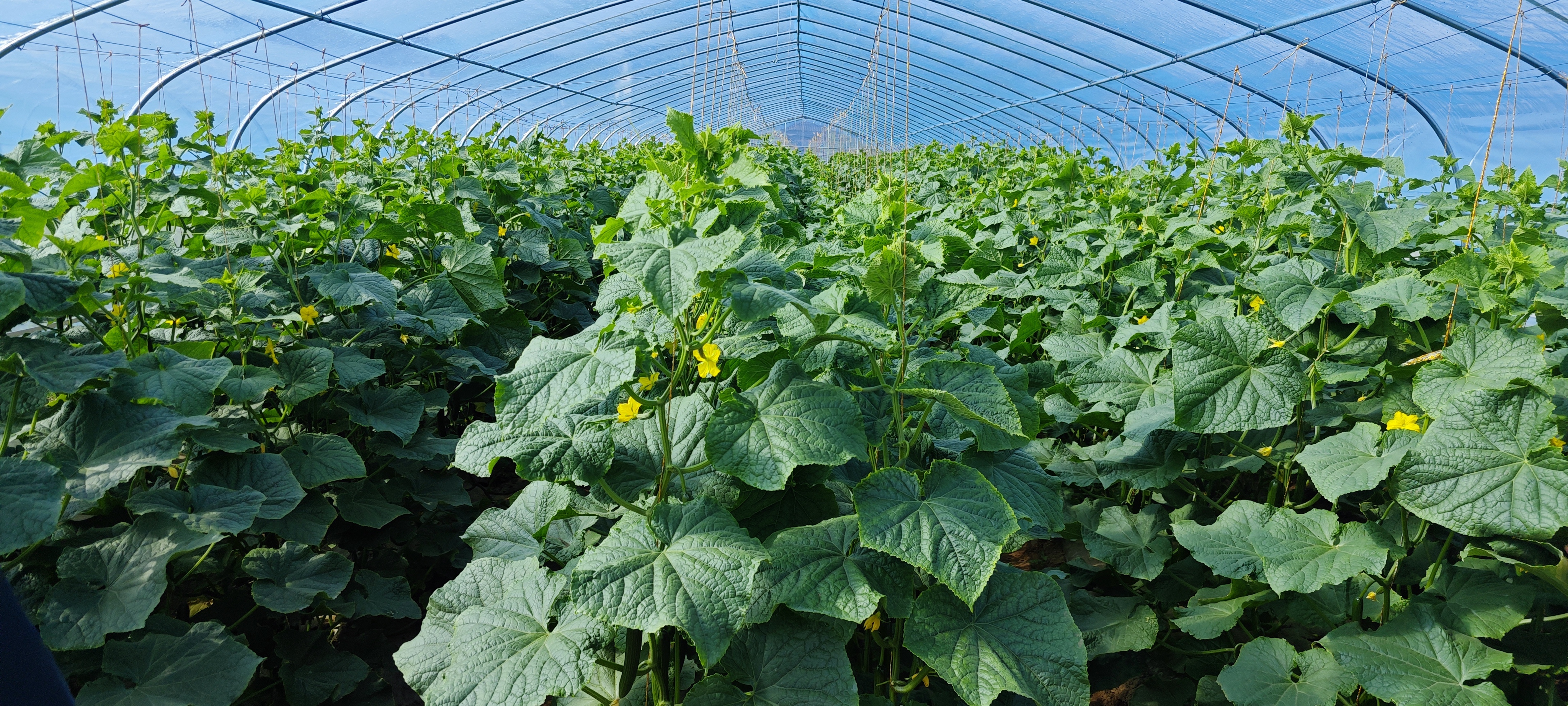 泾河川万亩现代农业产业园日光温室大棚黄瓜.jpg
