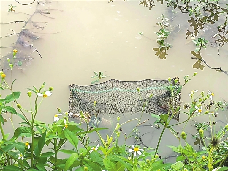 在章江左岸的浅水区，一个地笼露出水面。