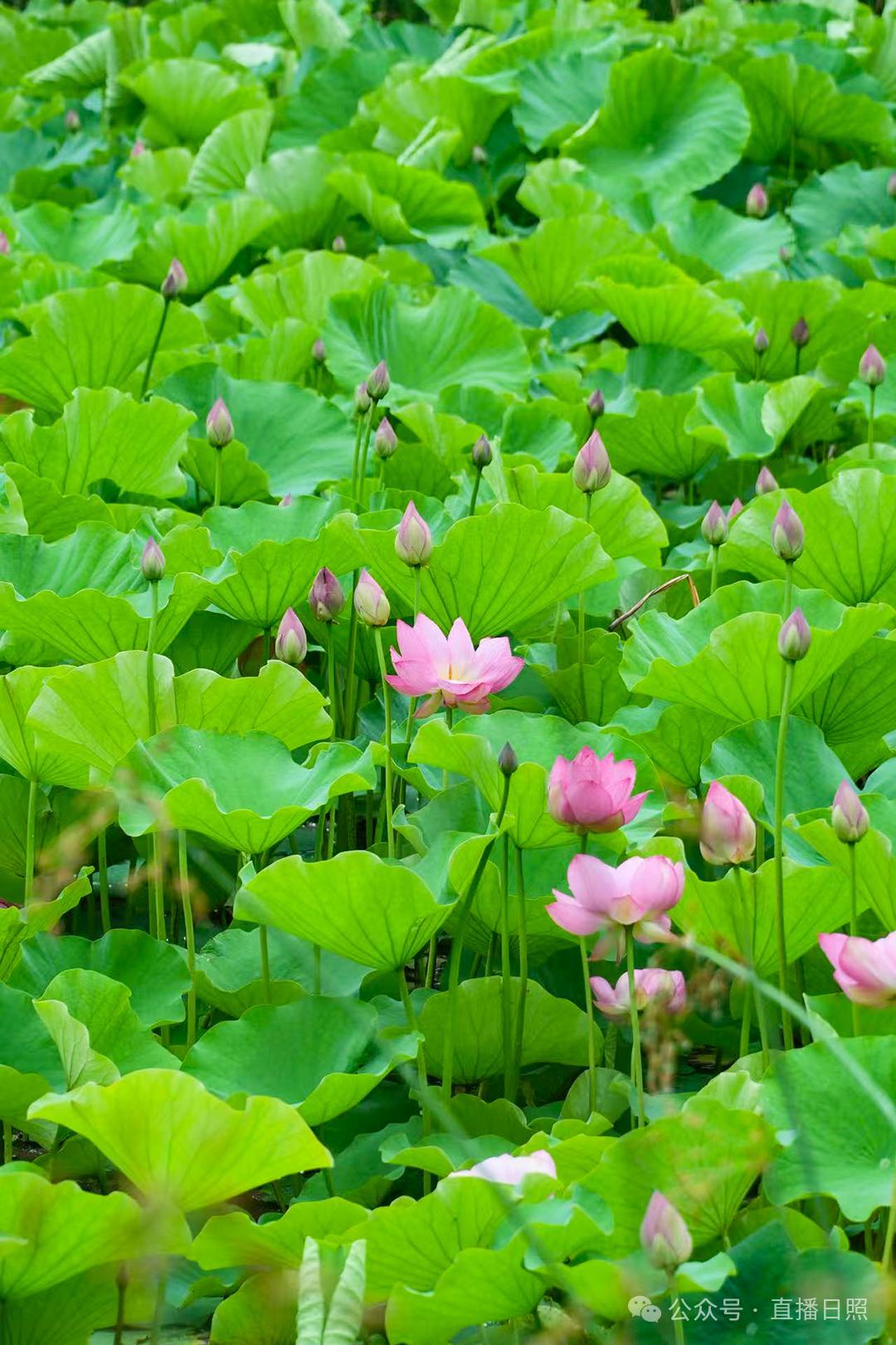胡明刚/摄