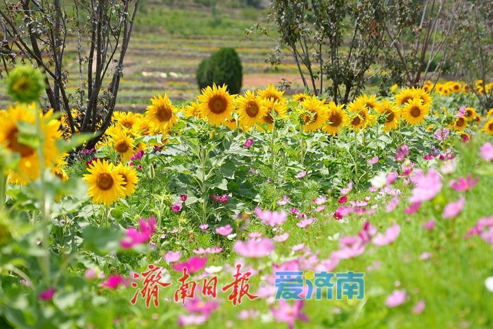 千年雄关花海盛放，古长城焕发新生机