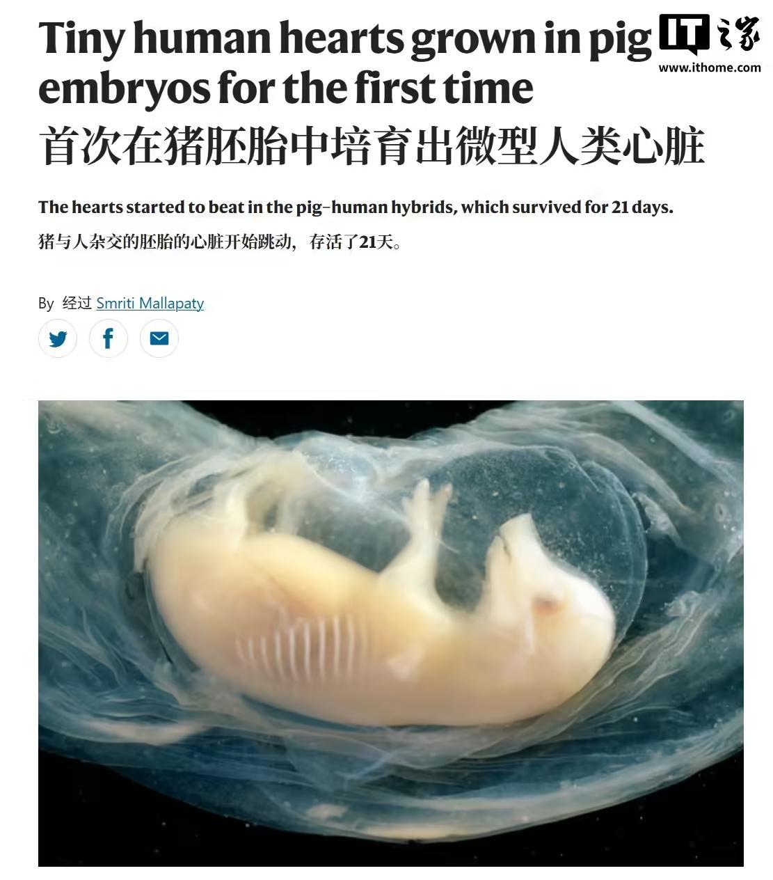 中国科研重大突破！首次在猪胚胎中培育含人