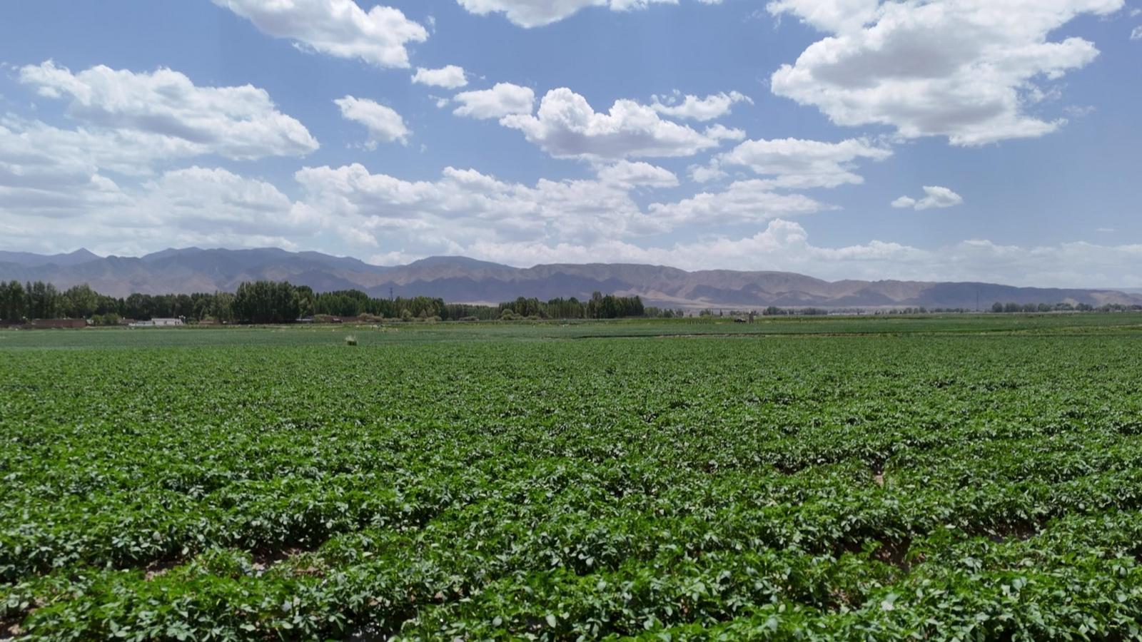 永昌智撑“粮”辰美景 农业尽显科技范