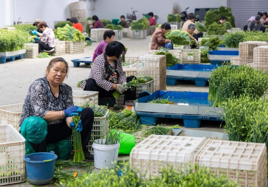 韭苔加工车间一角。刘文杰 摄