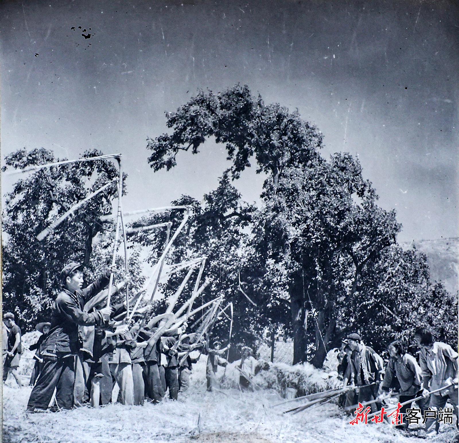 1959年，文县城关人民公社西元大队青年专业队培育的一亩四分多小麦获得丰收。甘肃日报记者　生源