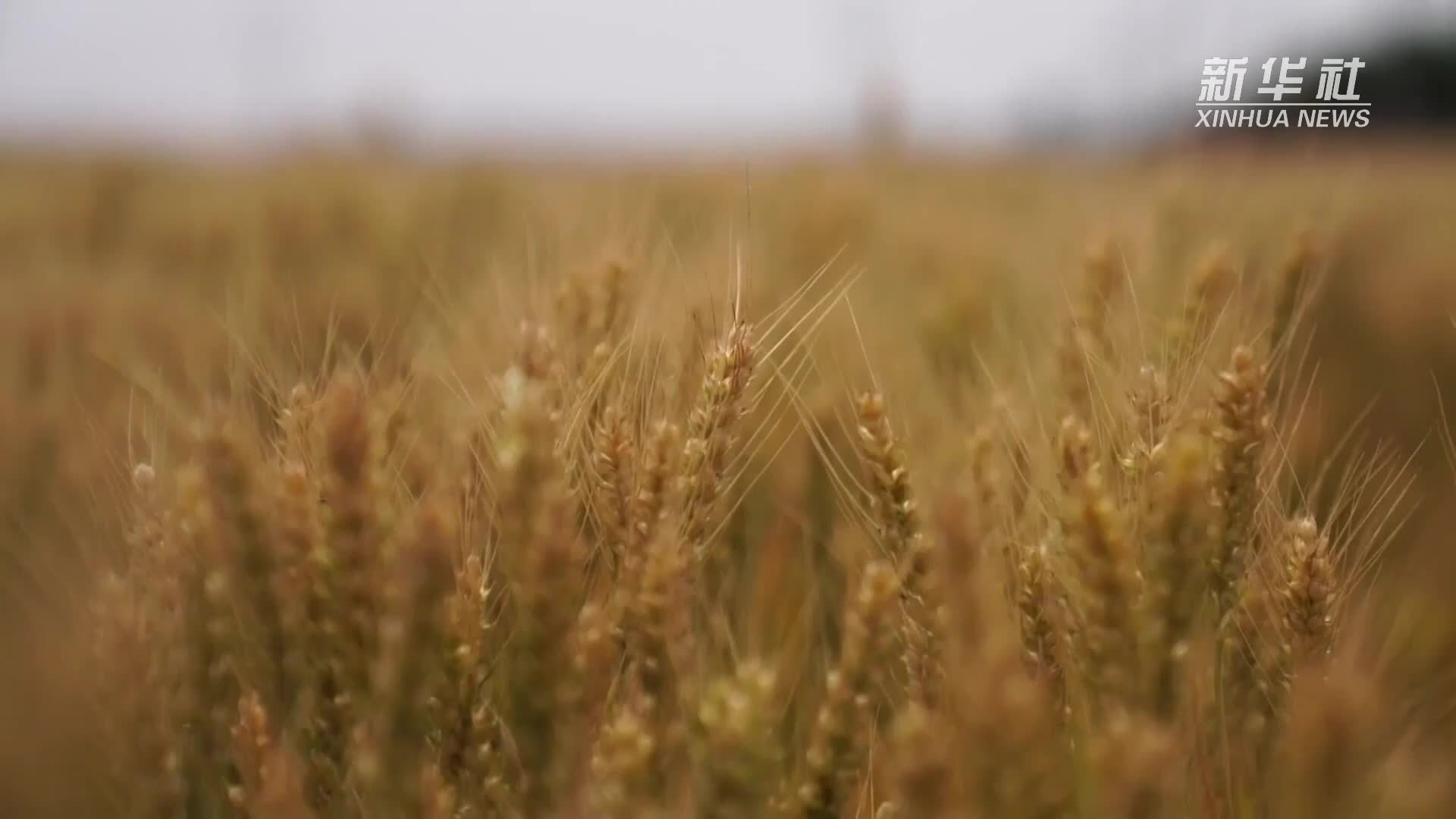 山东夏津：优质优价推动“面包小麦”扩种