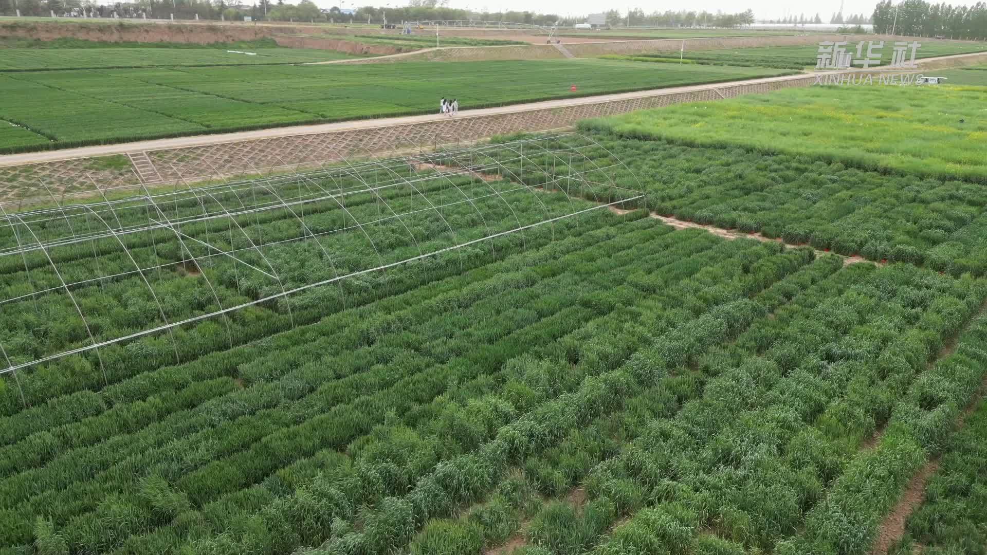 中哈粮油合作项目：农业产能合作的典范