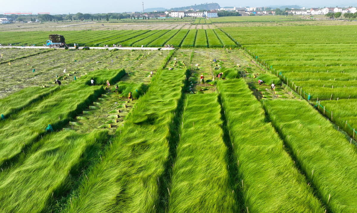 DJI_0337.JPG