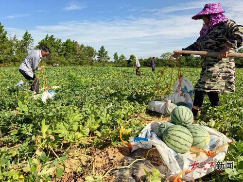 露地西瓜迎来丰收，村民正在摘瓜