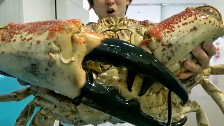 两万多块的32斤大螃蟹，见识一下土豪是怎么吃的，真是开眼界了