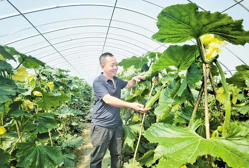 6月6日，在路南区稻地镇安机寨村冬瓜大棚里，赵志涛查看冬瓜长势。 本报记者 王育民摄