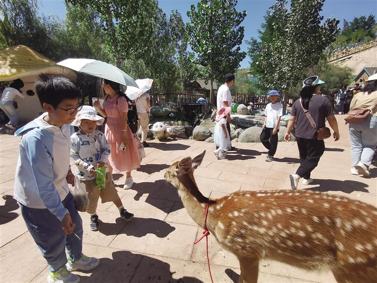小朋友在兰州野生动物园与鹿互动