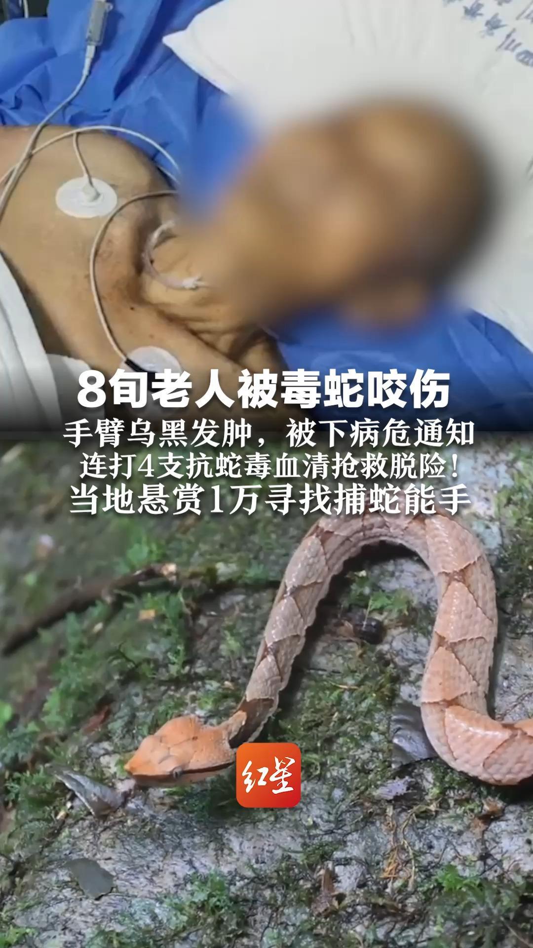 当地悬赏1万寻找捕蛇能手