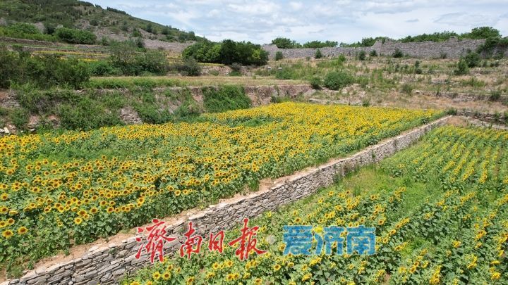 千年雄关花海盛放，古长城焕发新生机