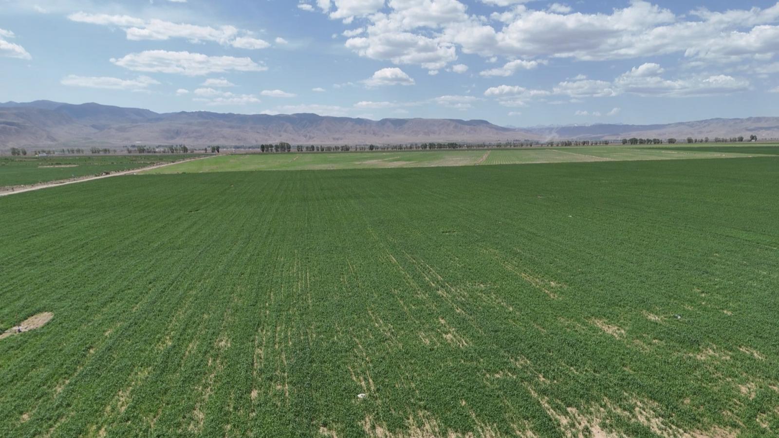 永昌智撑“粮”辰美景 农业尽显科技范