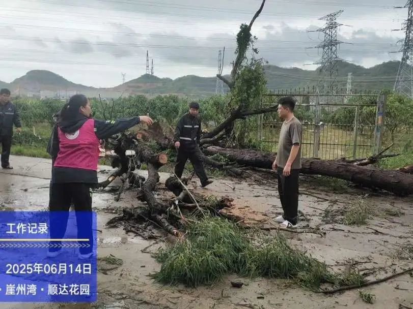 图|区执法局联合南滨社区清除路上树木，开展风后恢复道路工作。