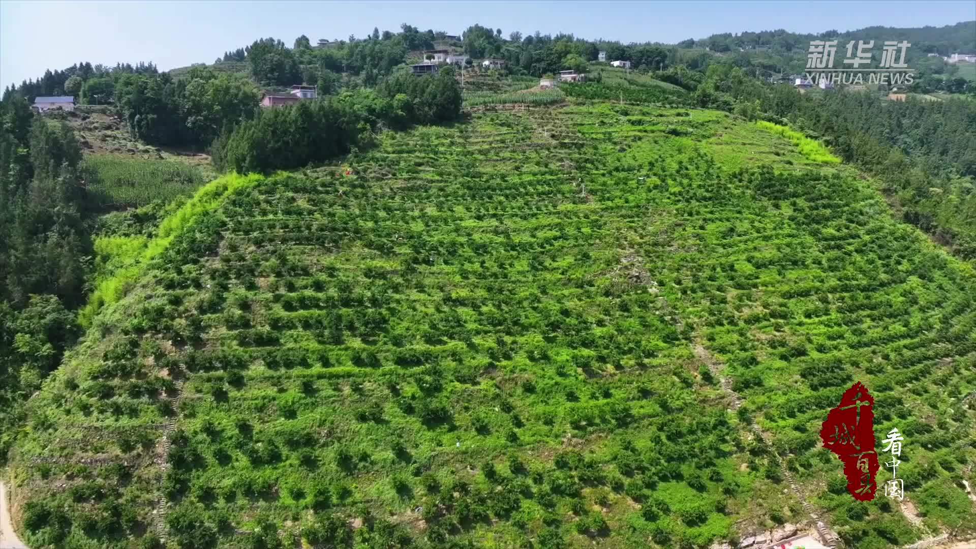 千城百县看中国｜湖北巴东：夏橙迎丰收
