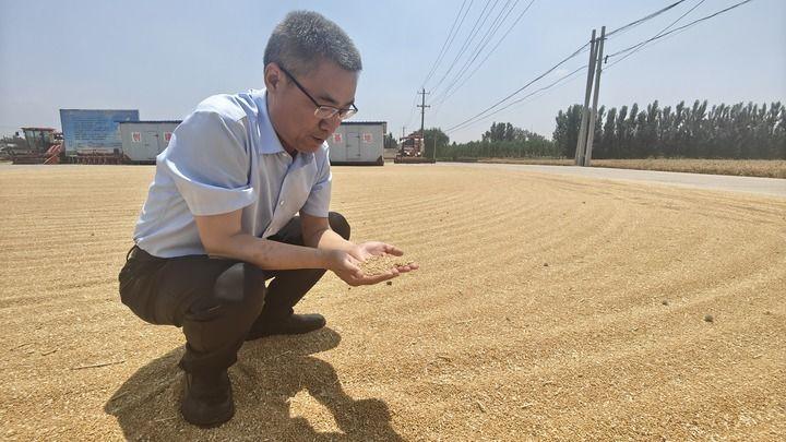 在德州禹城安仁镇齐庄村,尚信齐盛种植专业合作社理事长张树军正在查看晾晒的小麦。新华社记者萧海川 摄