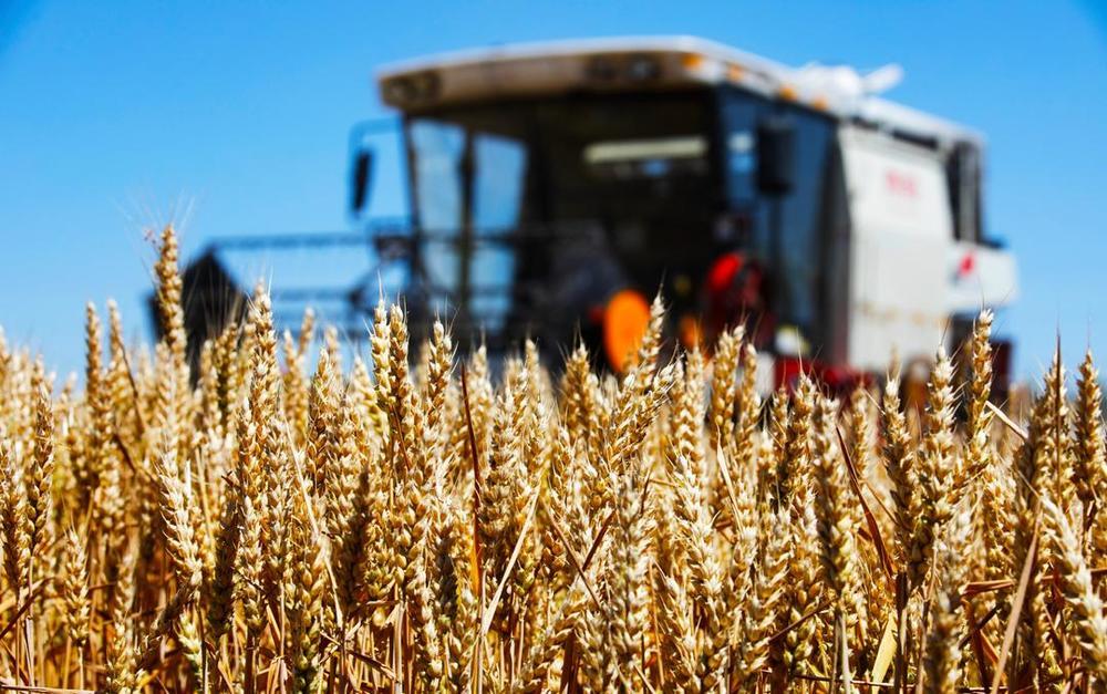 近日，在山东的麦田里，收割机正在收割小麦。