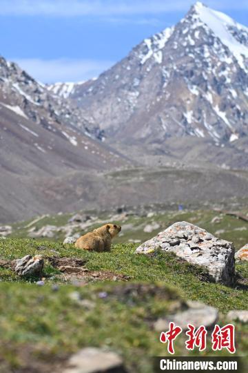6月17日，位于甘肃省张掖市肃南裕固族自治县巴尔斯雪山景区内，喜马拉雅旱獭在雪山前走过。中新社记者　李亚龙　摄