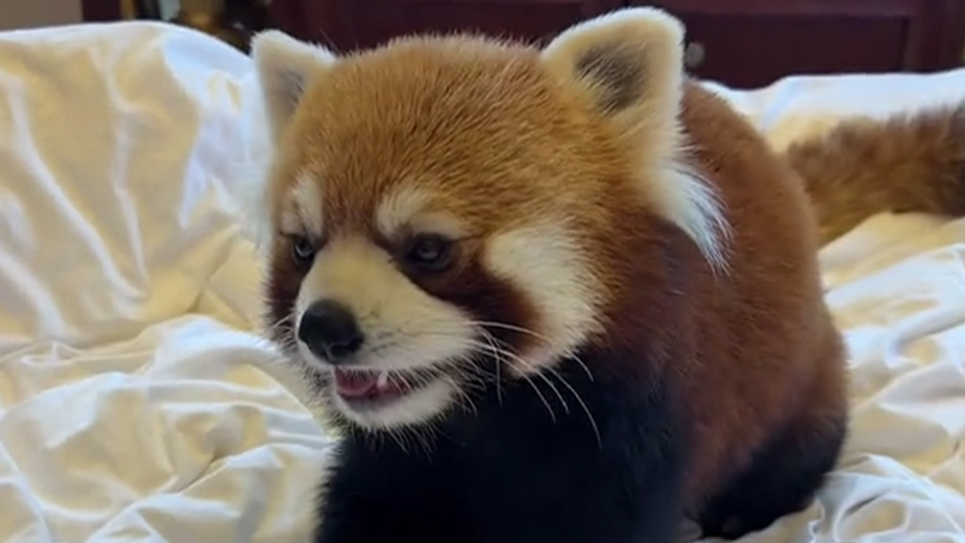 重庆一酒店小熊猫叫早服务引争议，林业局介入后叫停