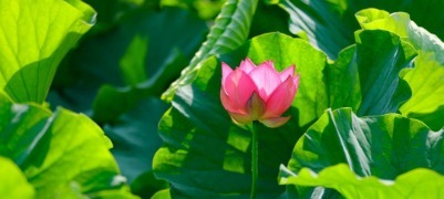 浪漫值拉满！错过再等一年，就在日照这里！