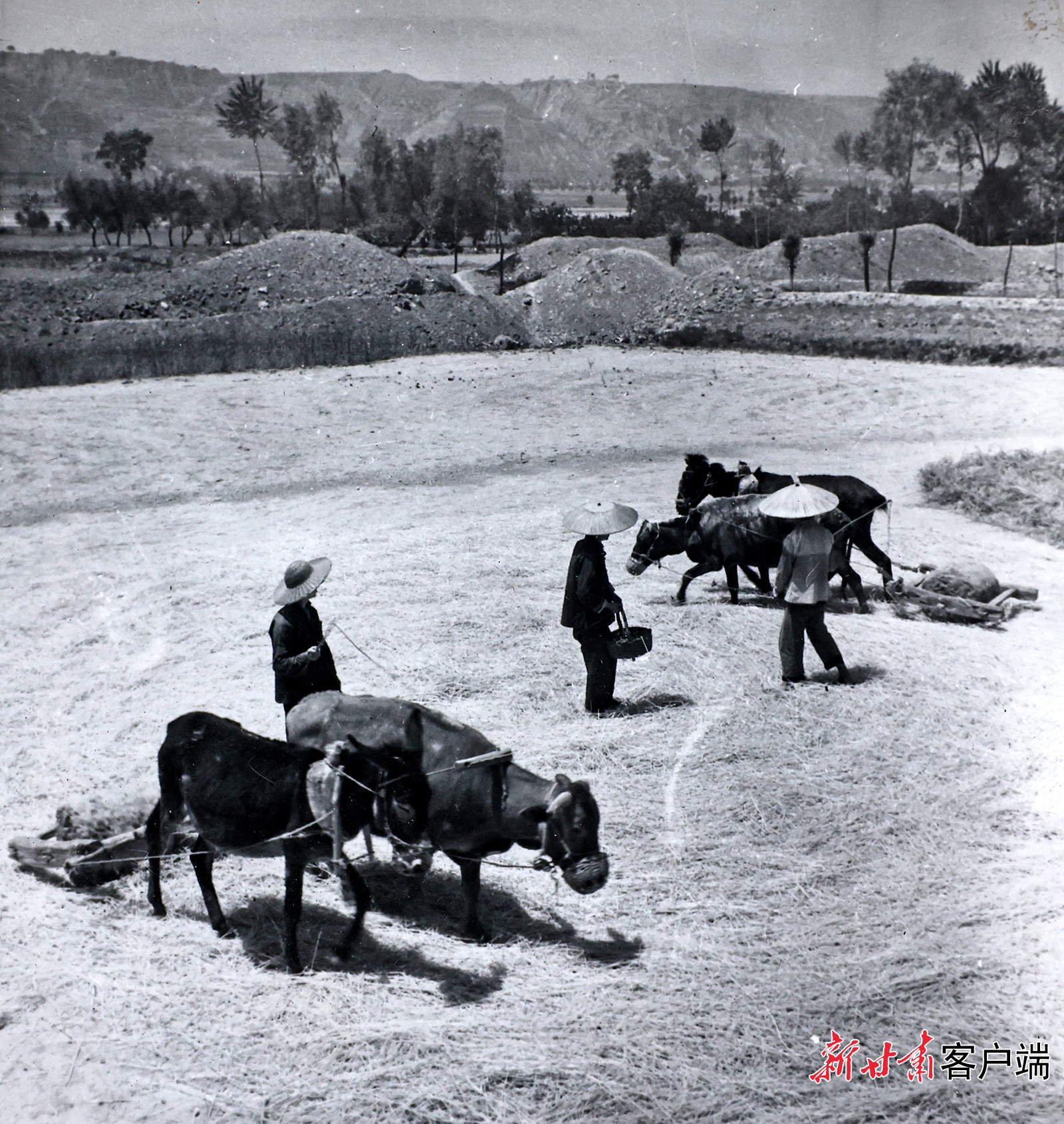 AI复活老照片　60年前陇原夏日“丰”景有多美