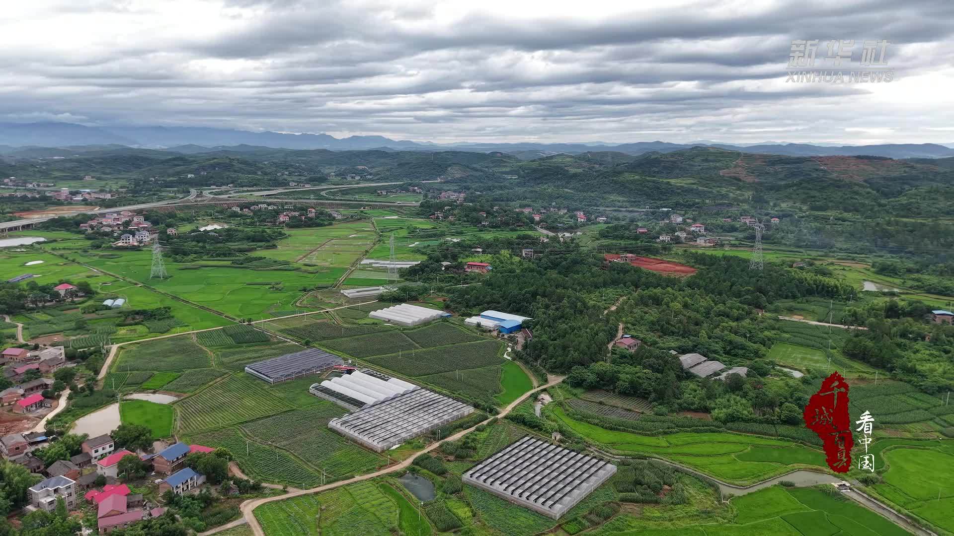 千城百县看中国｜湖南冷水滩：鲜食玉米喜丰收